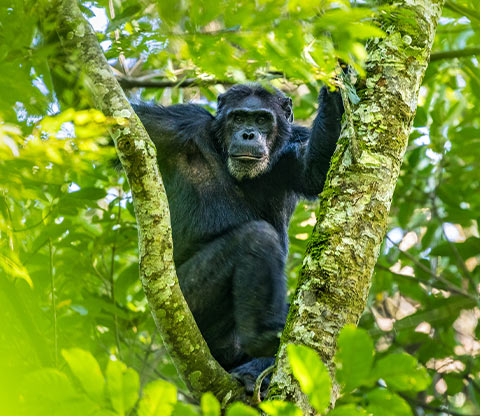 When is the best time for 3 Days Kibale national park Chimpanzee tracking 